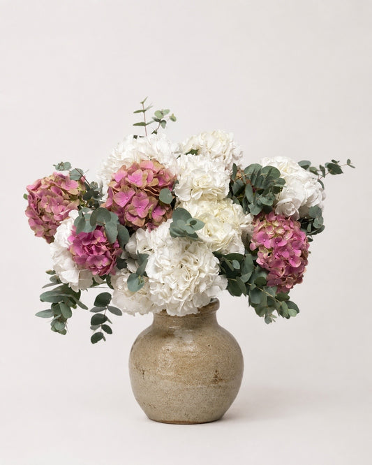 Hydrangea